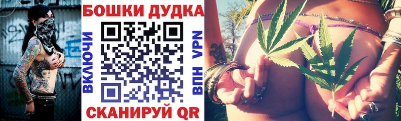 Бошки Шишки планчик  Суджа 
